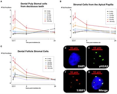 In vitro Assessment of the DNA Damage Response in Dental Mesenchymal Stromal Cells Following Low Dose X-ray Exposure